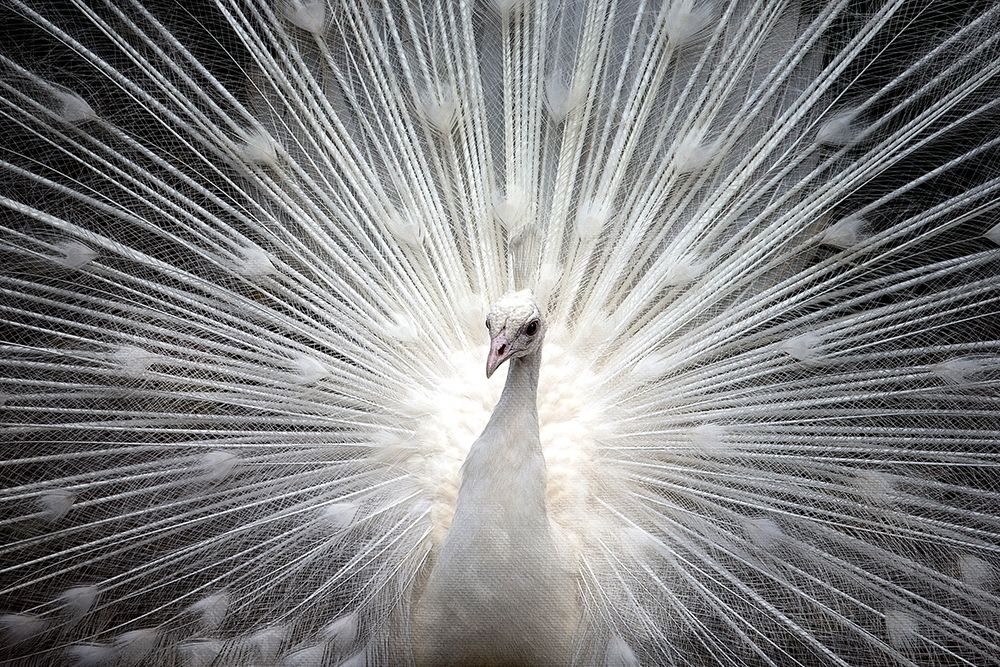 White Royal art print by Kimberly Allen for $57.95 CAD