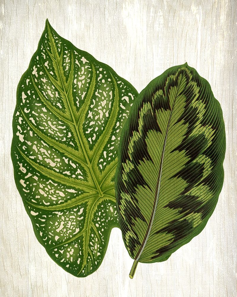 Botanical Greens 1 art print by Kimberly Allen for $57.95 CAD