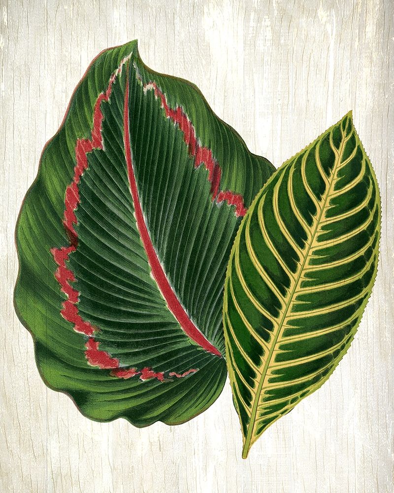 Botanical Greens 3 art print by Kimberly Allen for $57.95 CAD