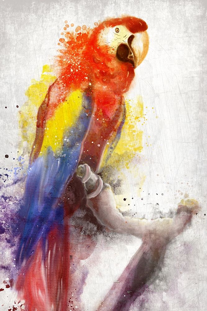 MaCaw art print by Kimberly Allen for $57.95 CAD