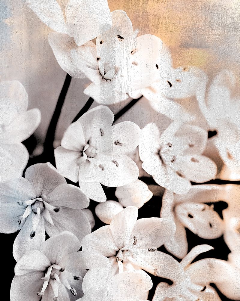 Leek Blossoms 2 art print by Kimberly Allen for $57.95 CAD
