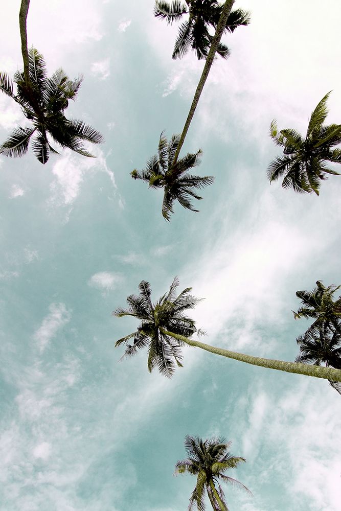 Palm Sky art print by Kimberly Allen for $57.95 CAD