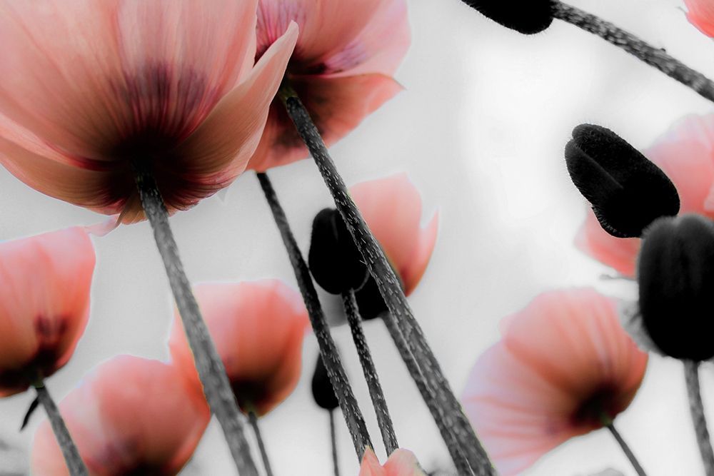 Pink Poppies art print by Kimberly Allen for $57.95 CAD