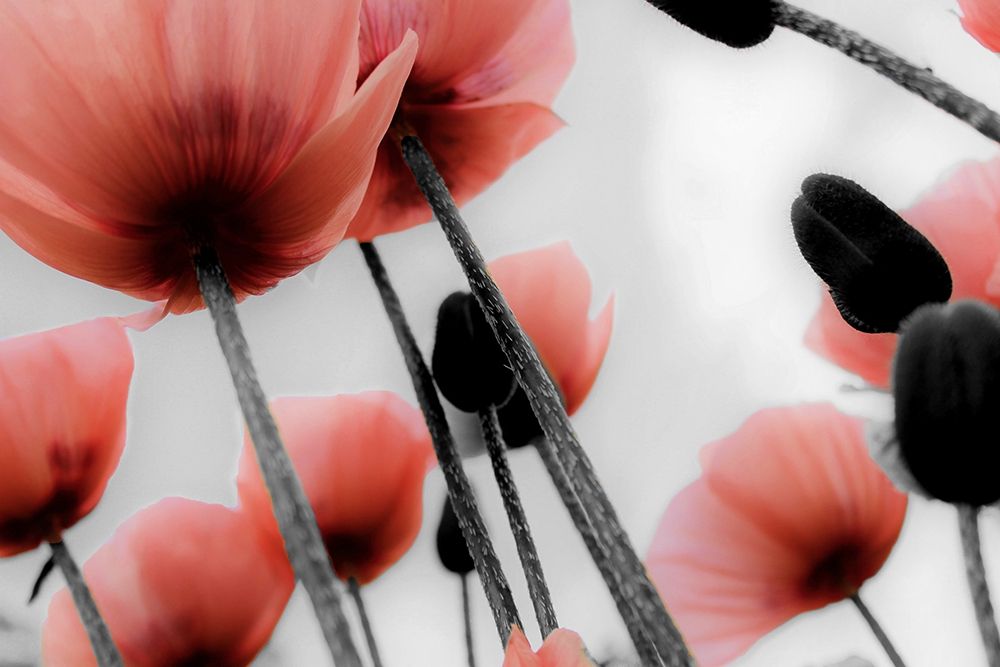Red Poppies art print by Kimberly Allen for $57.95 CAD