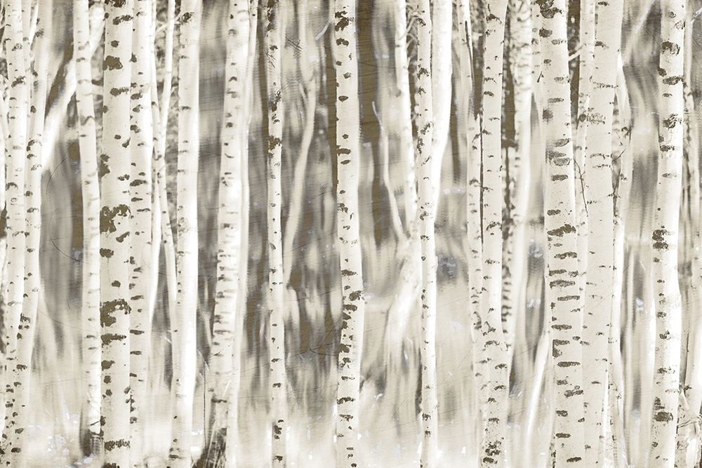 Birches art print by Kimberly Allen for $57.95 CAD