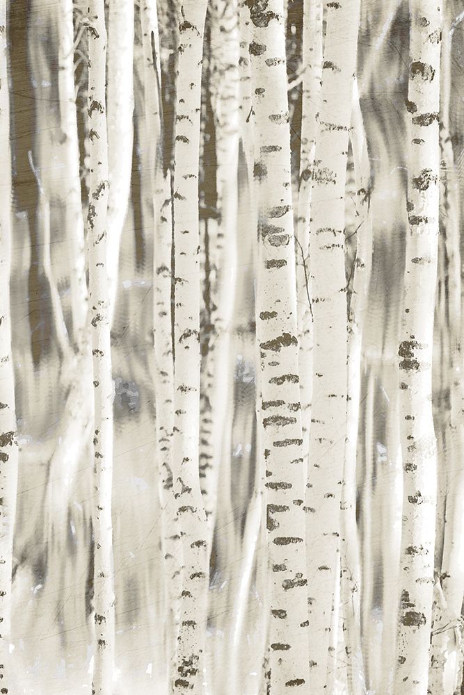 Birches 3 art print by Kimberly Allen for $57.95 CAD