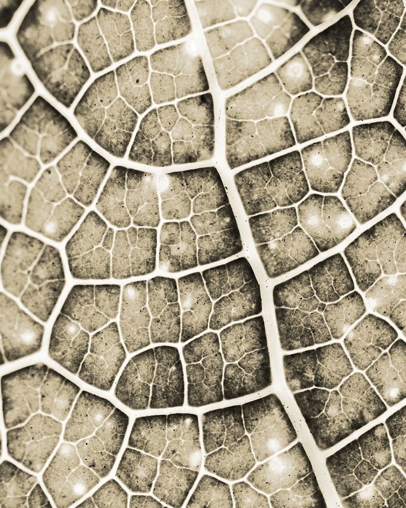 Eco Gold 1 art print by Kimberly Allen for $57.95 CAD