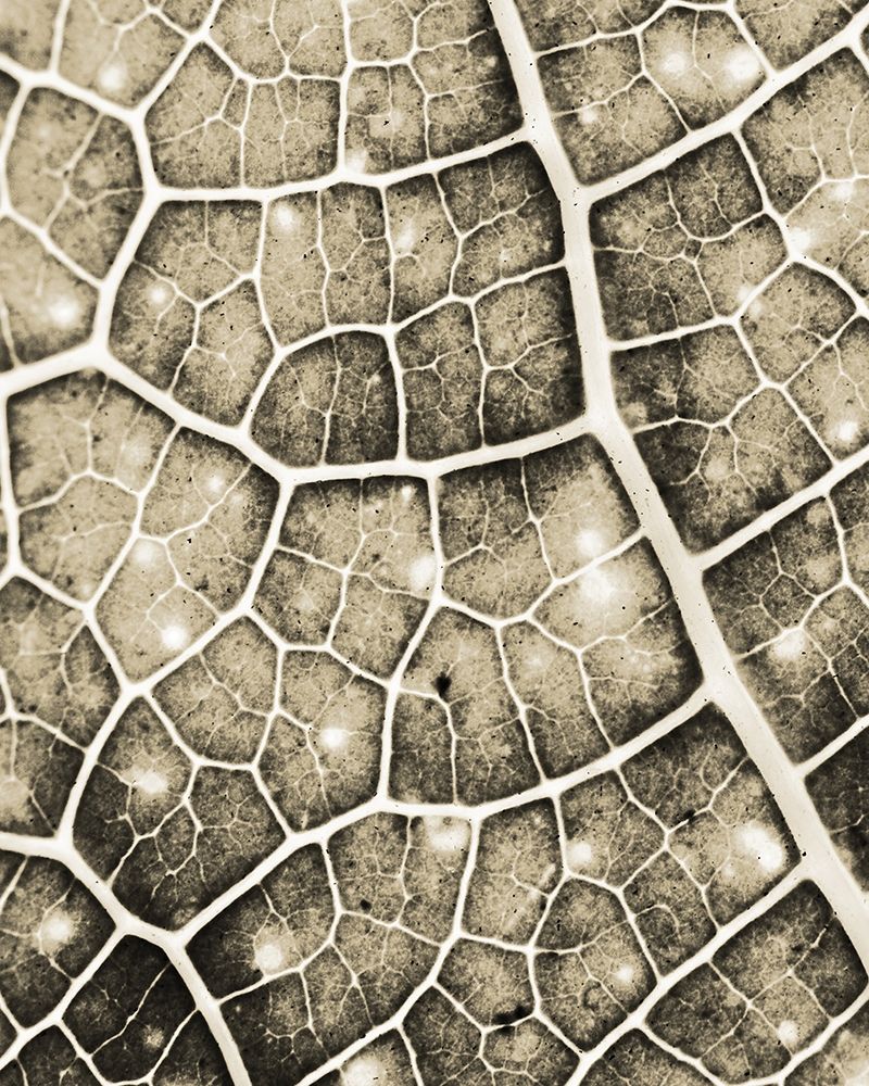 Eco Gold 2 art print by Kimberly Allen for $57.95 CAD