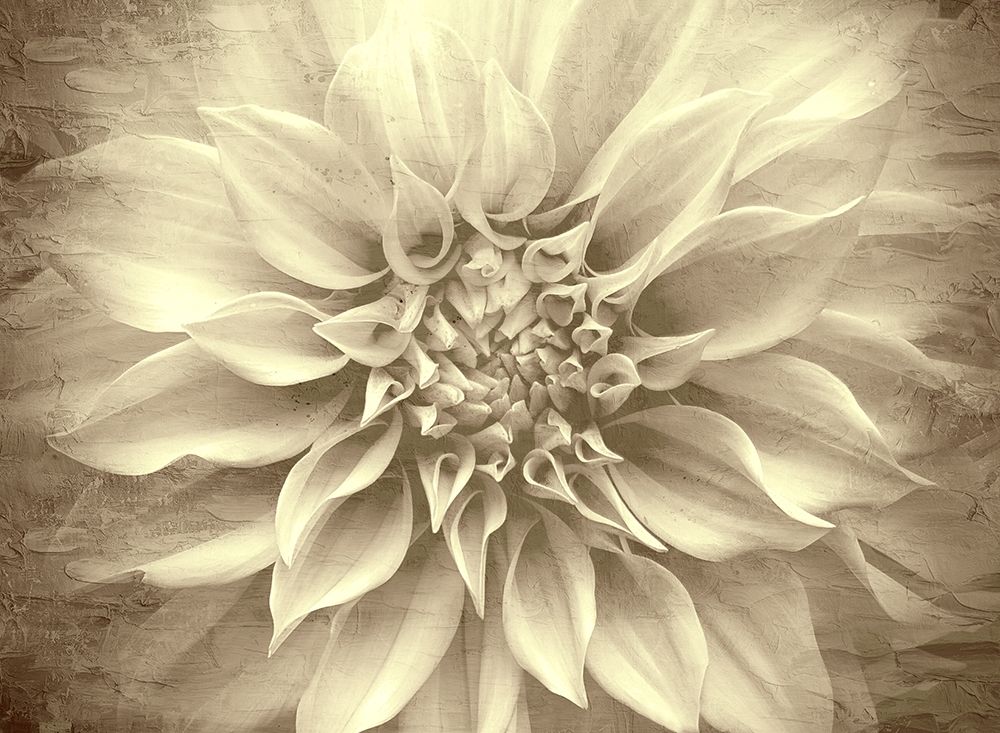 Amethyst art print by Kimberly Allen for $57.95 CAD