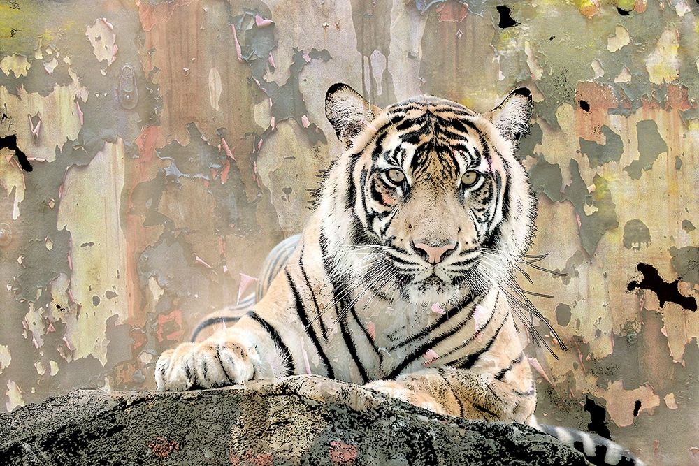 Tiger Love art print by Kimberly Allen for $57.95 CAD