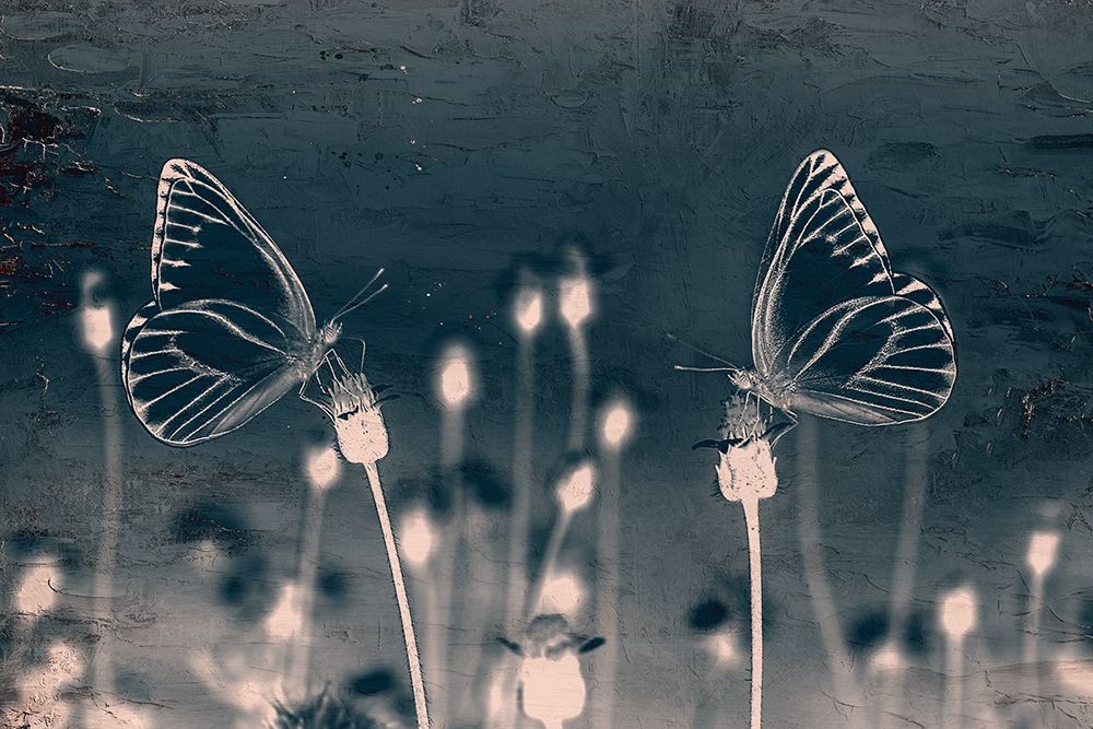 Butterfly Love art print by Kimberly Allen for $57.95 CAD