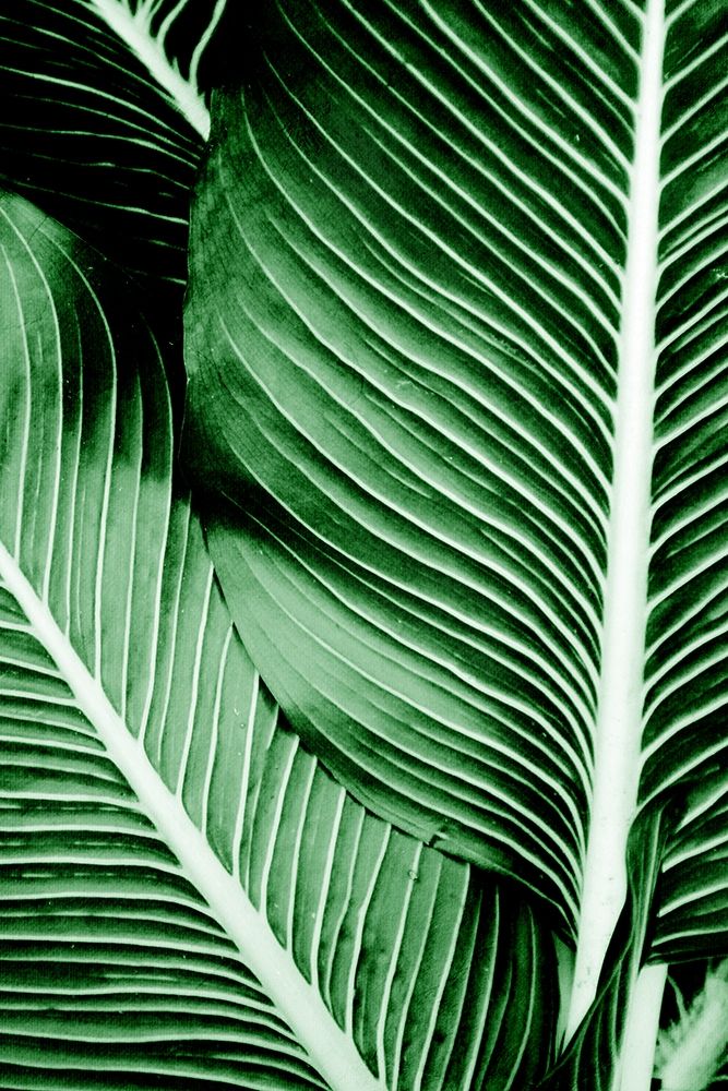 Tropical 1 art print by Kimberly Allen for $57.95 CAD