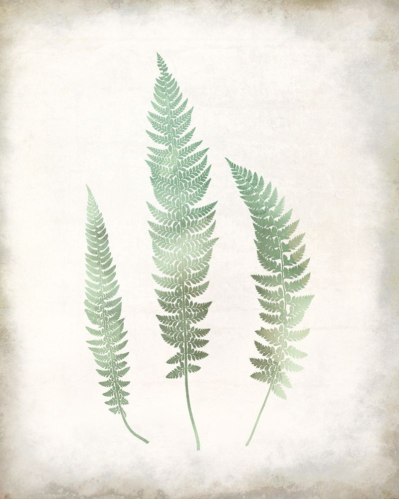 Watercolor Fern 3 Vintage art print by Kimberly Allen for $57.95 CAD