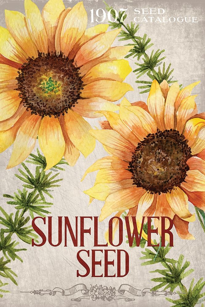 Sunflower Seeds art print by Kimberly Allen for $57.95 CAD