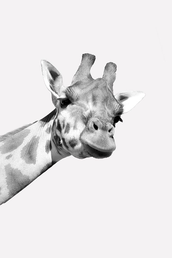 Quirky Giraffes 1 art print by Kimberly Allen for $57.95 CAD