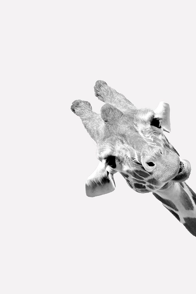 Quirky Giraffes 3 art print by Kimberly Allen for $57.95 CAD
