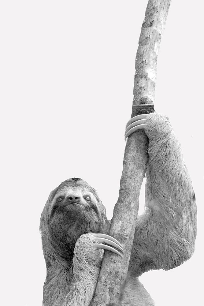 Quirky Sloths 2 art print by Kimberly Allen for $57.95 CAD
