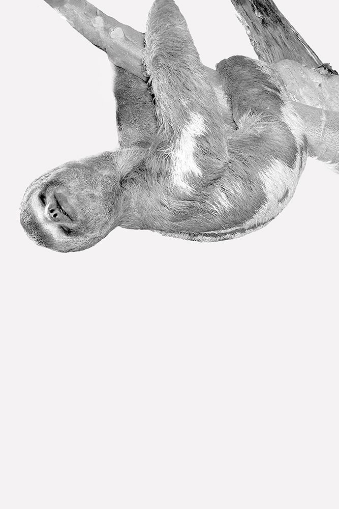 Quirky Sloths 3 art print by Kimberly Allen for $57.95 CAD