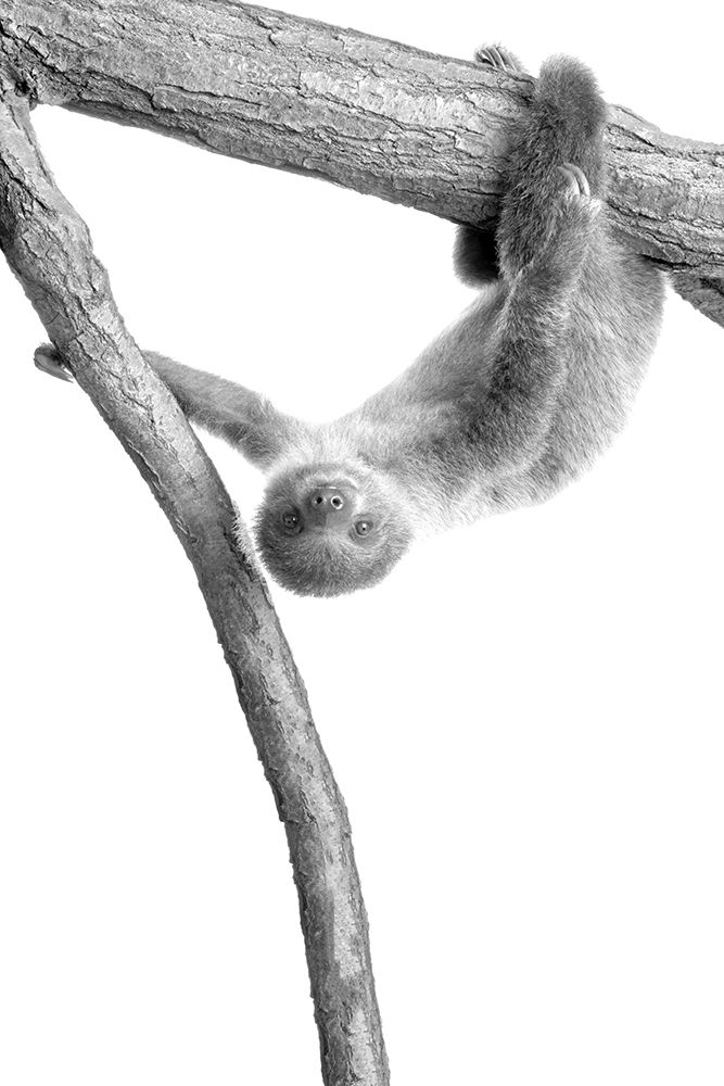 Baby Sloth 1 art print by Kimberly Allen for $57.95 CAD