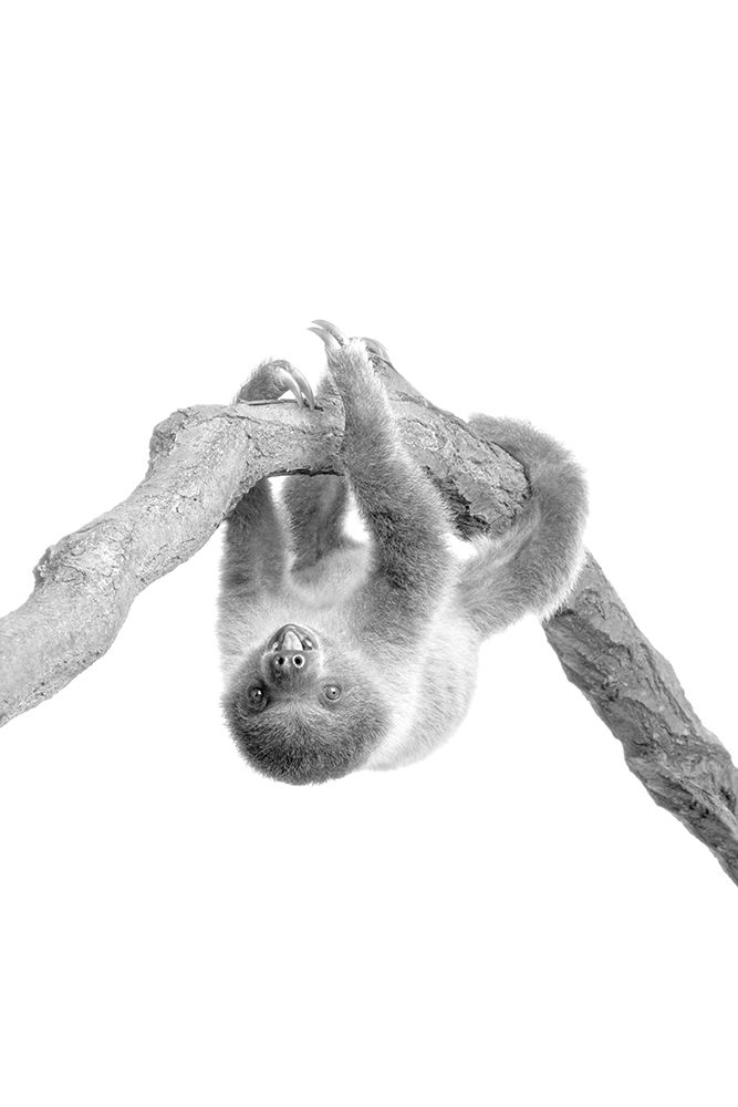 Baby Sloth 2 art print by Kimberly Allen for $57.95 CAD