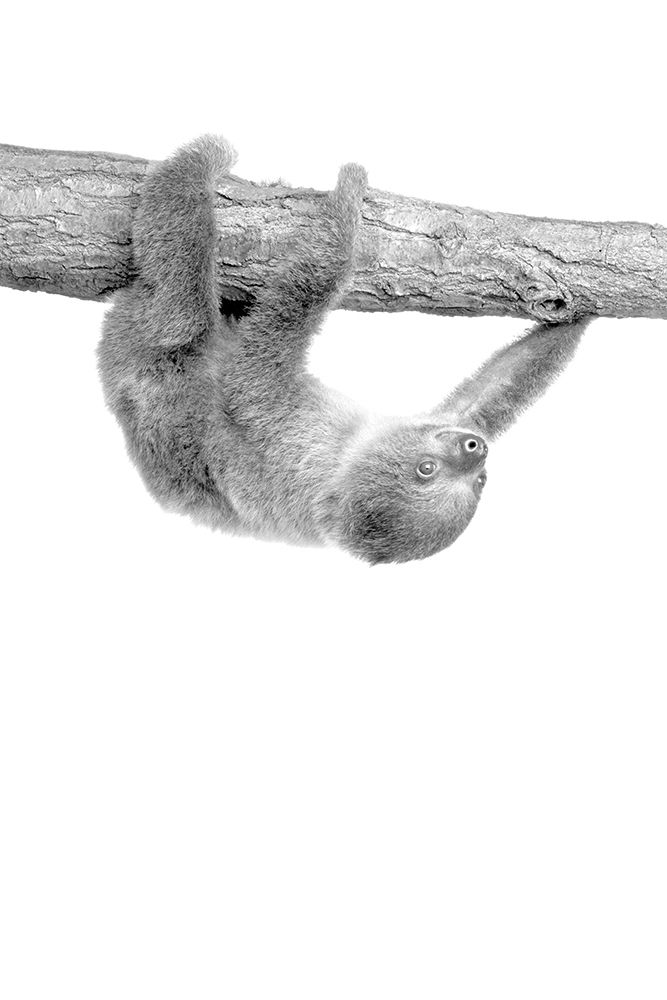 Baby Sloth 3 art print by Kimberly Allen for $57.95 CAD