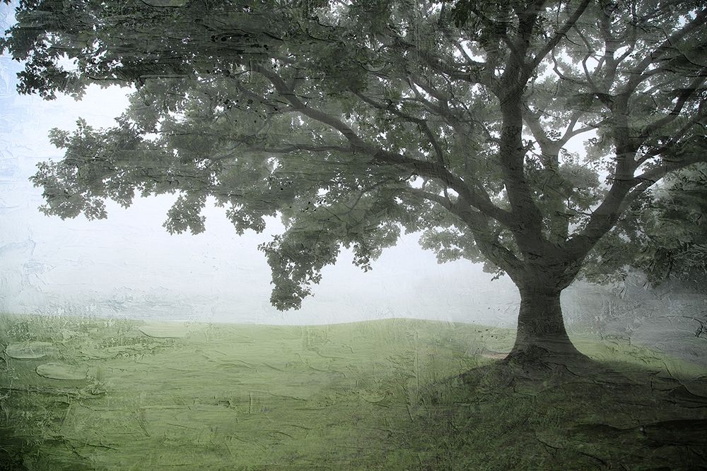 Foggy Greens art print by Kimberly Allen for $57.95 CAD