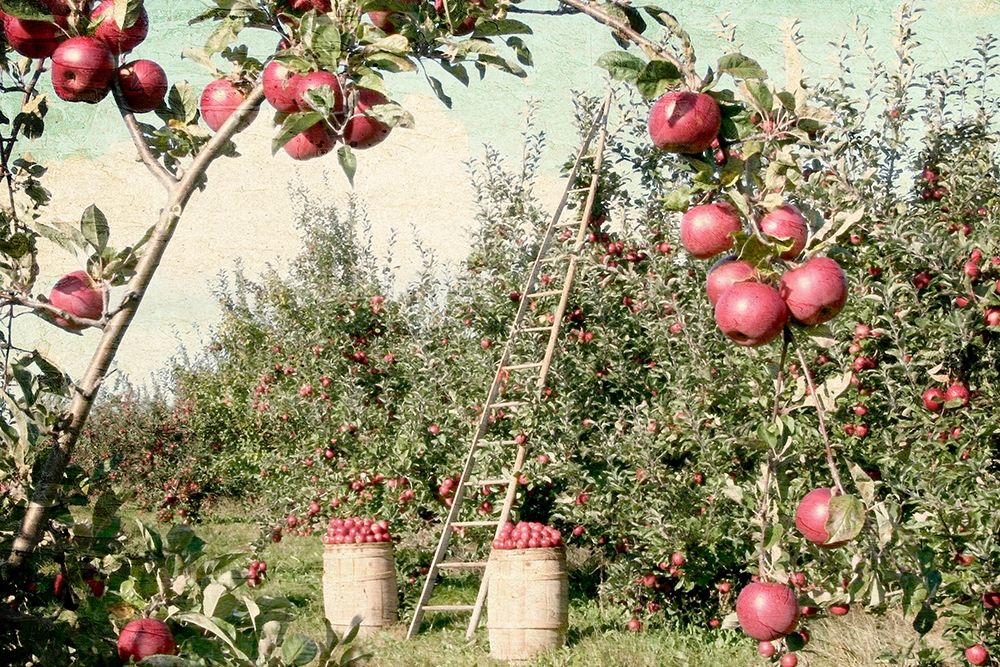 Apple Orchard art print by Kimberly Allen for $57.95 CAD