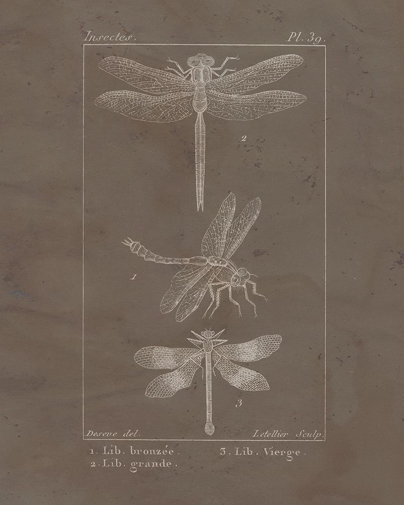 Vintage Insect 3 art print by Kimberly Allen for $57.95 CAD