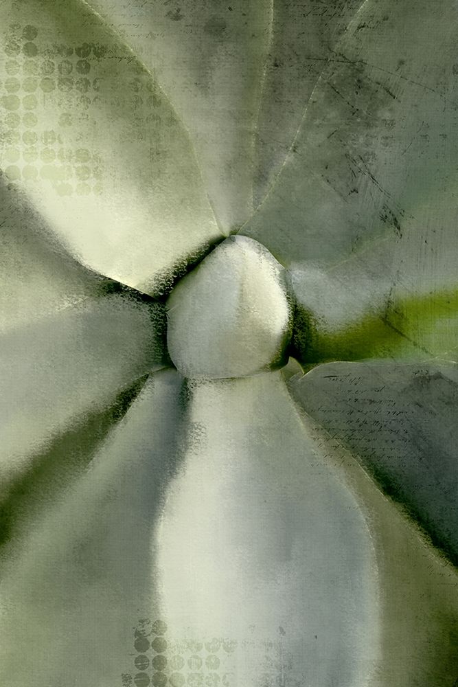 Agave Center art print by Kimberly Allen for $57.95 CAD