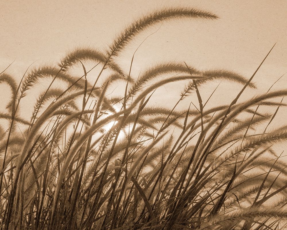 Reeds art print by Kimberly Allen for $57.95 CAD