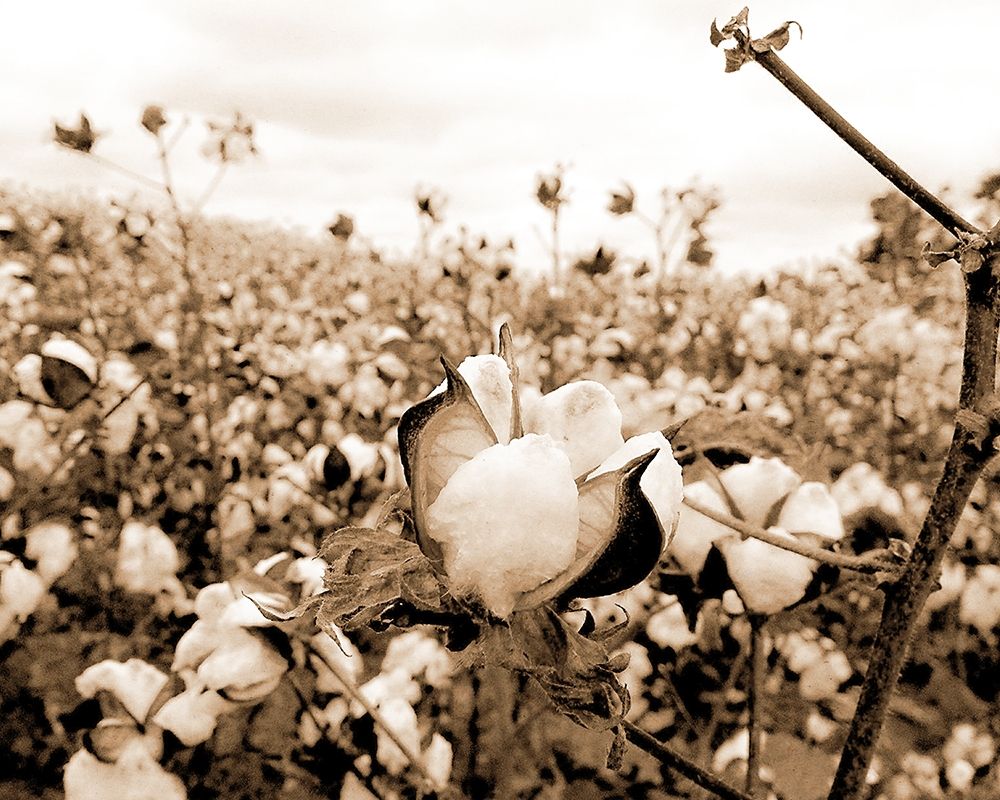 Cotton Fields art print by Kimberly Allen for $57.95 CAD
