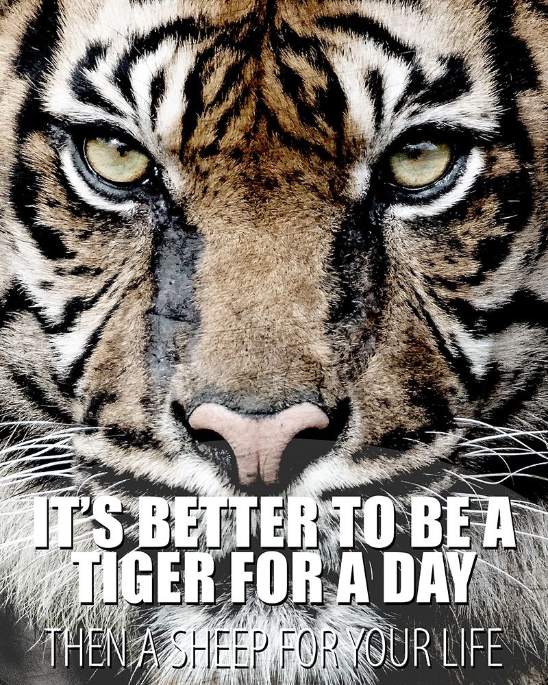 A Tiger for a Day art print by Kimberly Allen for $57.95 CAD