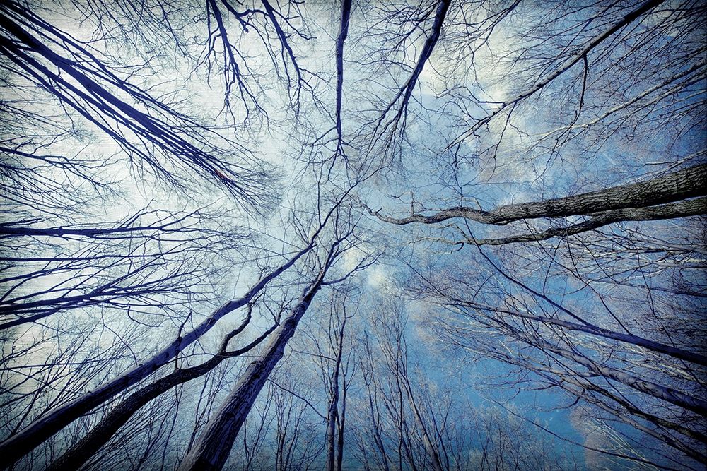 Tree View art print by Kimberly Allen for $57.95 CAD