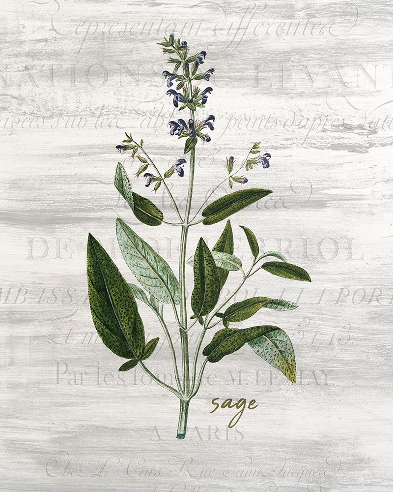 Fresh Cut Herbs 2 art print by Kimberly Allen for $57.95 CAD