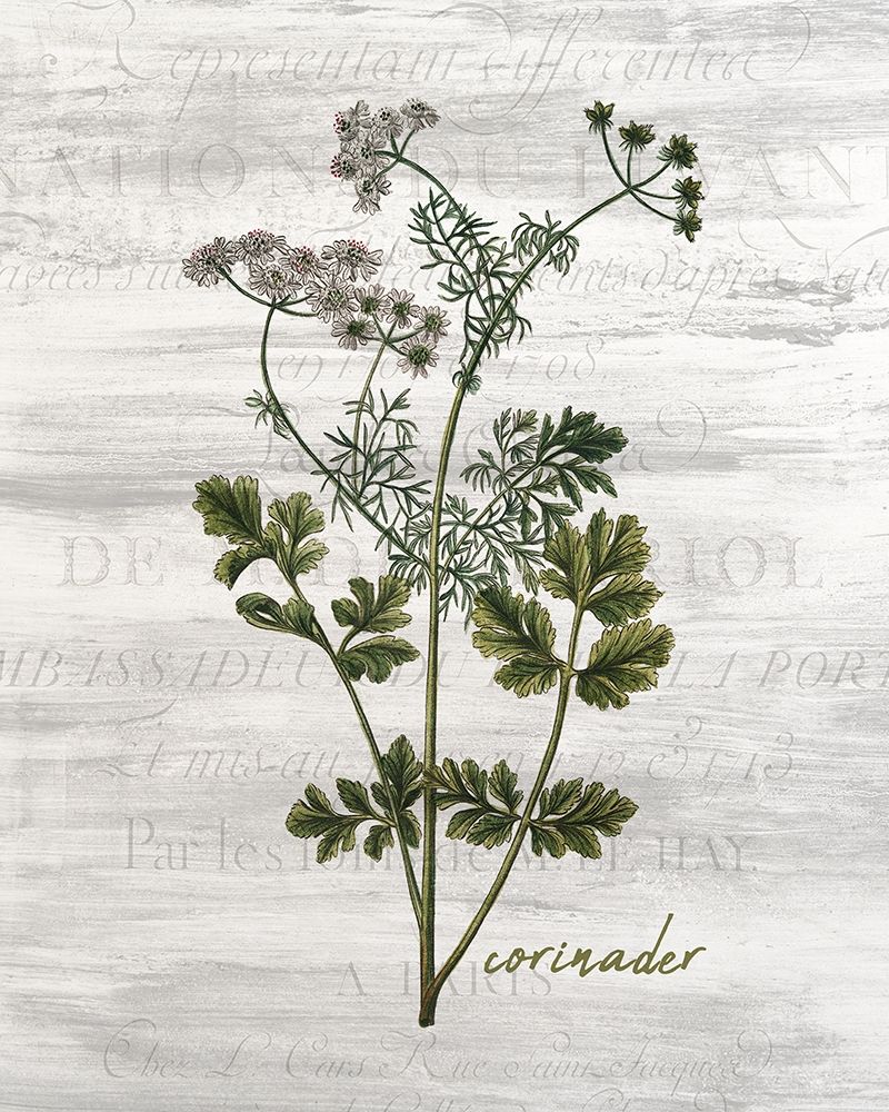 Fresh Cut Herbs 3 art print by Kimberly Allen for $57.95 CAD