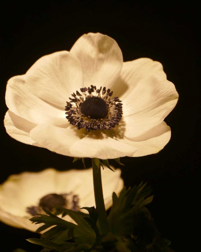 Floral Closeup 1 art print by Kimberly Allen for $57.95 CAD
