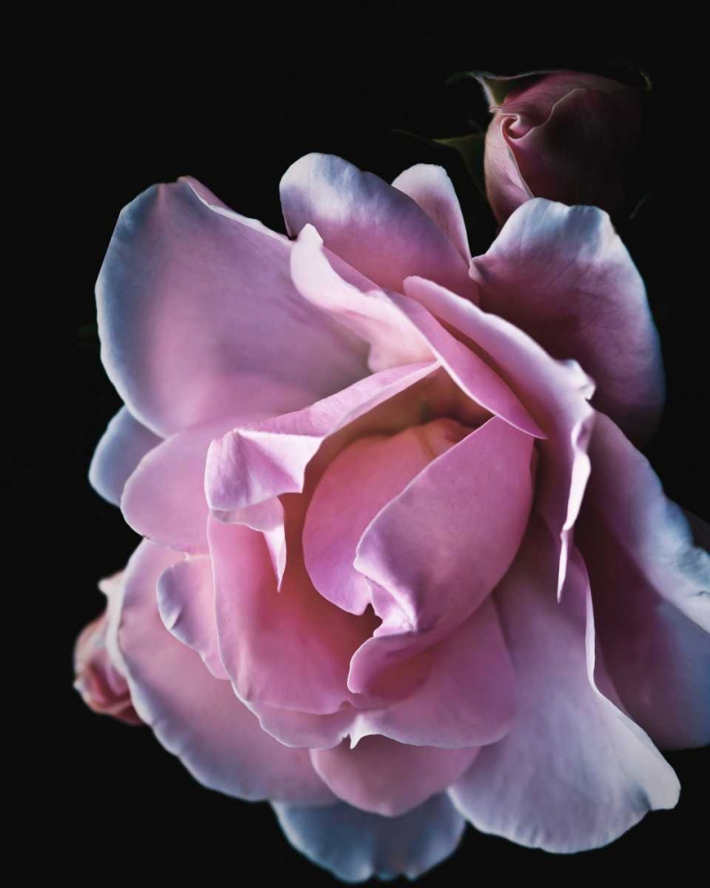 Floral Closeup 2 art print by Kimberly Allen for $57.95 CAD