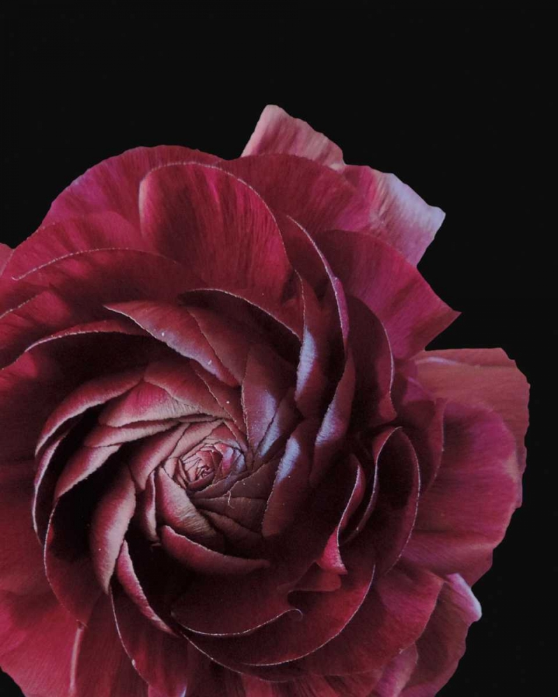 Floral Closeup 3 art print by Kimberly Allen for $57.95 CAD