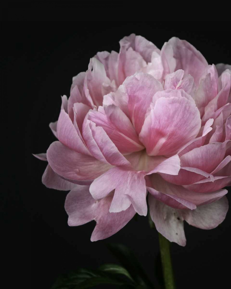 Floral Closeup 4 art print by Kimberly Allen for $57.95 CAD