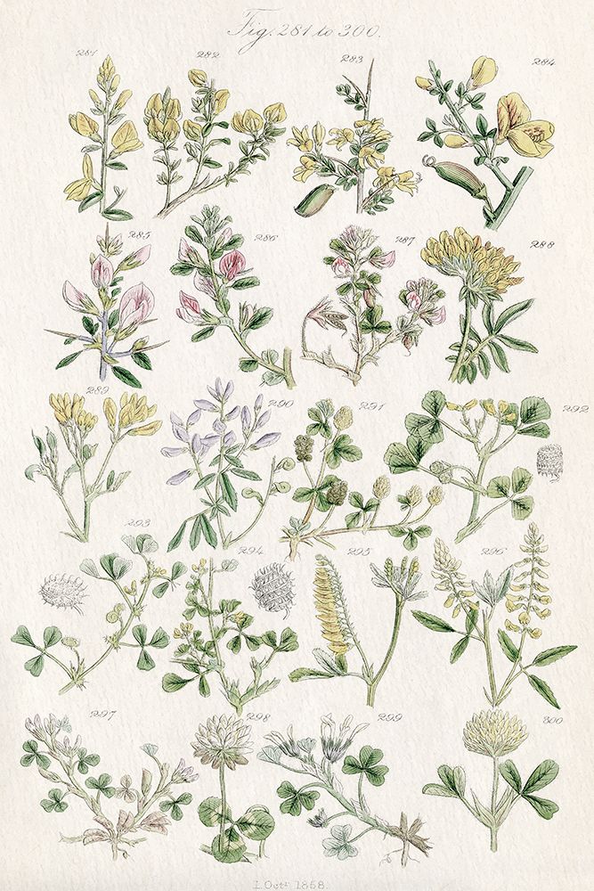 Wildflower Field Guide art print by Kimberly Allen for $57.95 CAD