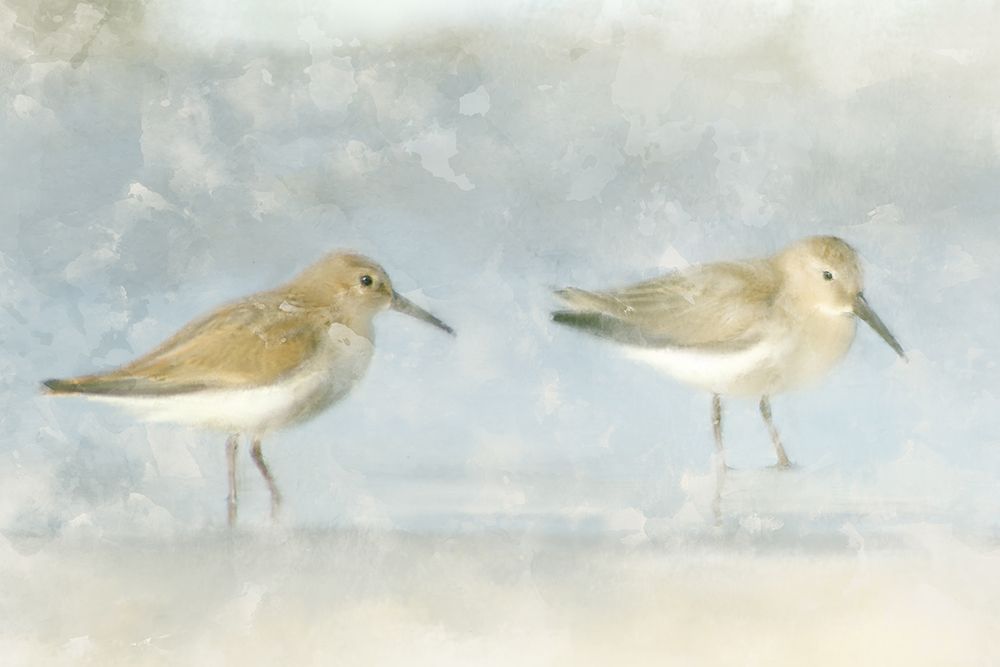 Sandpiper Beach art print by Kimberly Allen for $57.95 CAD
