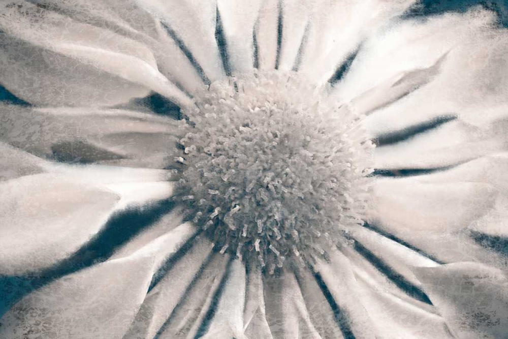 Marguerite art print by Kimberly Allen for $57.95 CAD