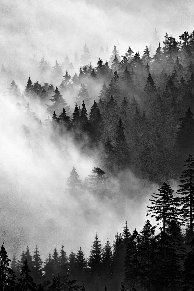 Misty Forest Morning art print by Kimberly Allen for $57.95 CAD