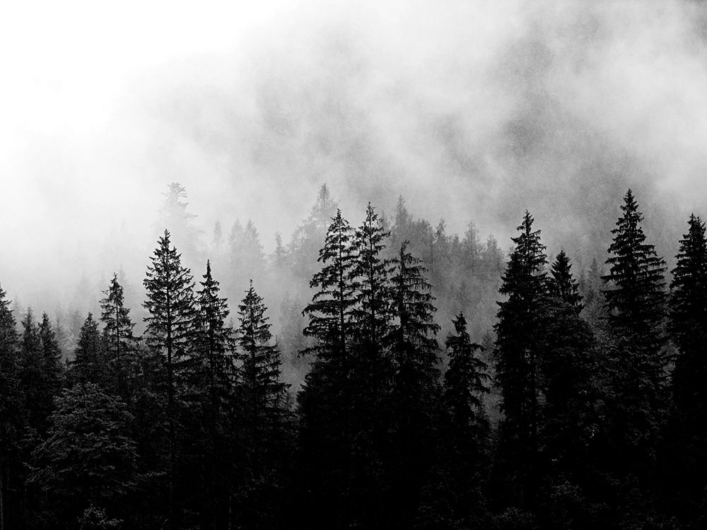Foggy Morning art print by Kimberly Allen for $57.95 CAD