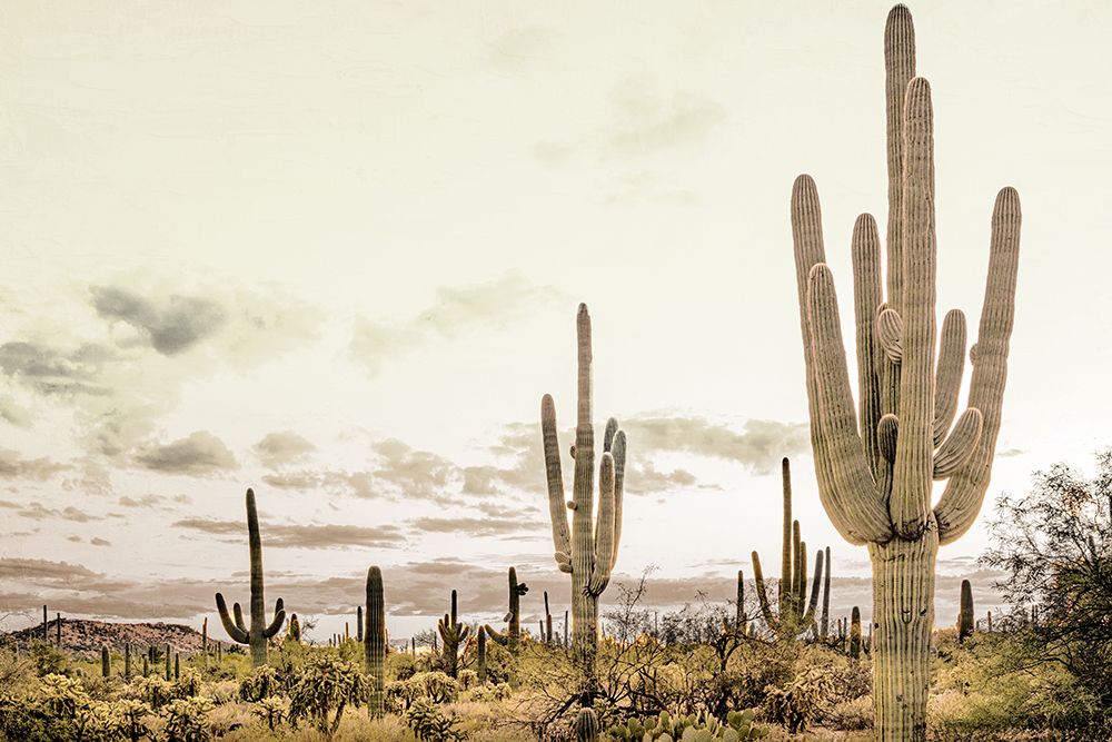 Desert art print by Kimberly Allen for $57.95 CAD