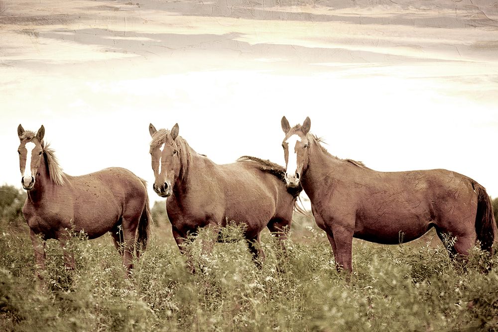 Horse Gaze art print by Kimberly Allen for $57.95 CAD