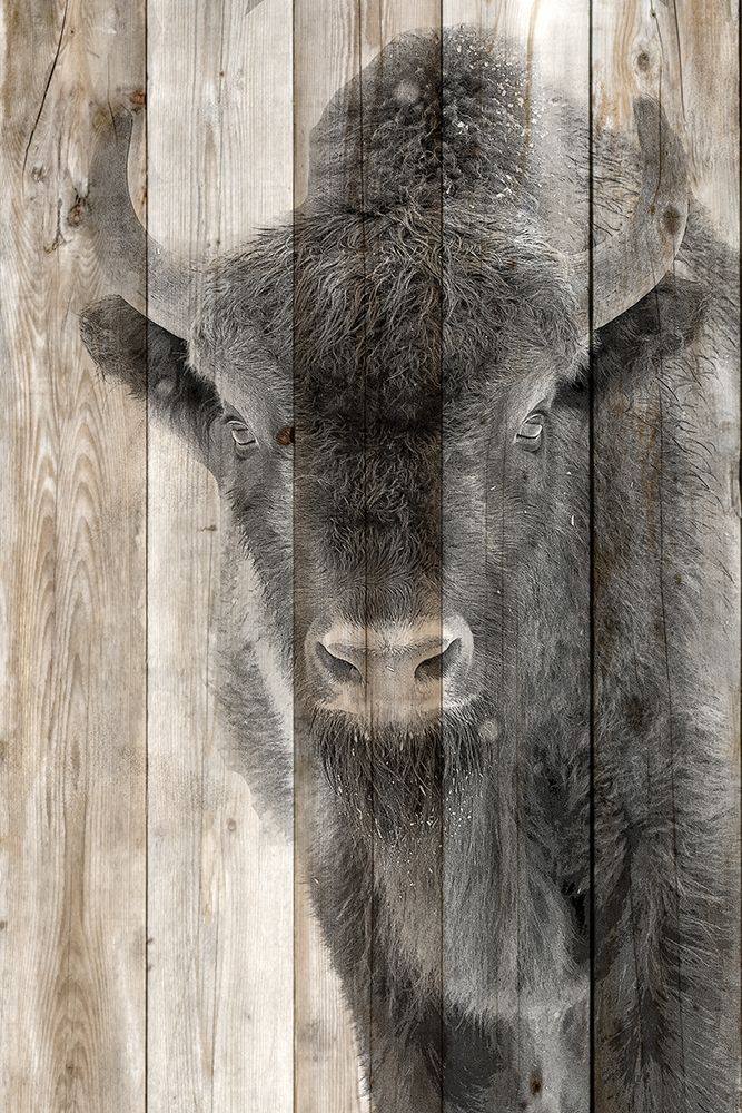 Young 2 art print by Kimberly Allen for $57.95 CAD