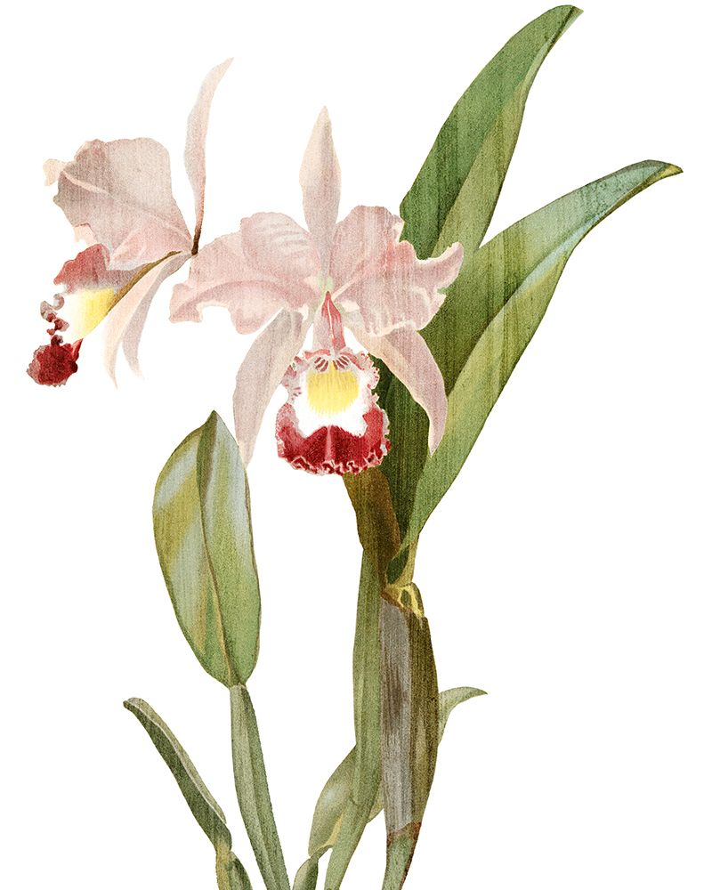 Orchid Love 1 art print by Kimberly Allen for $57.95 CAD