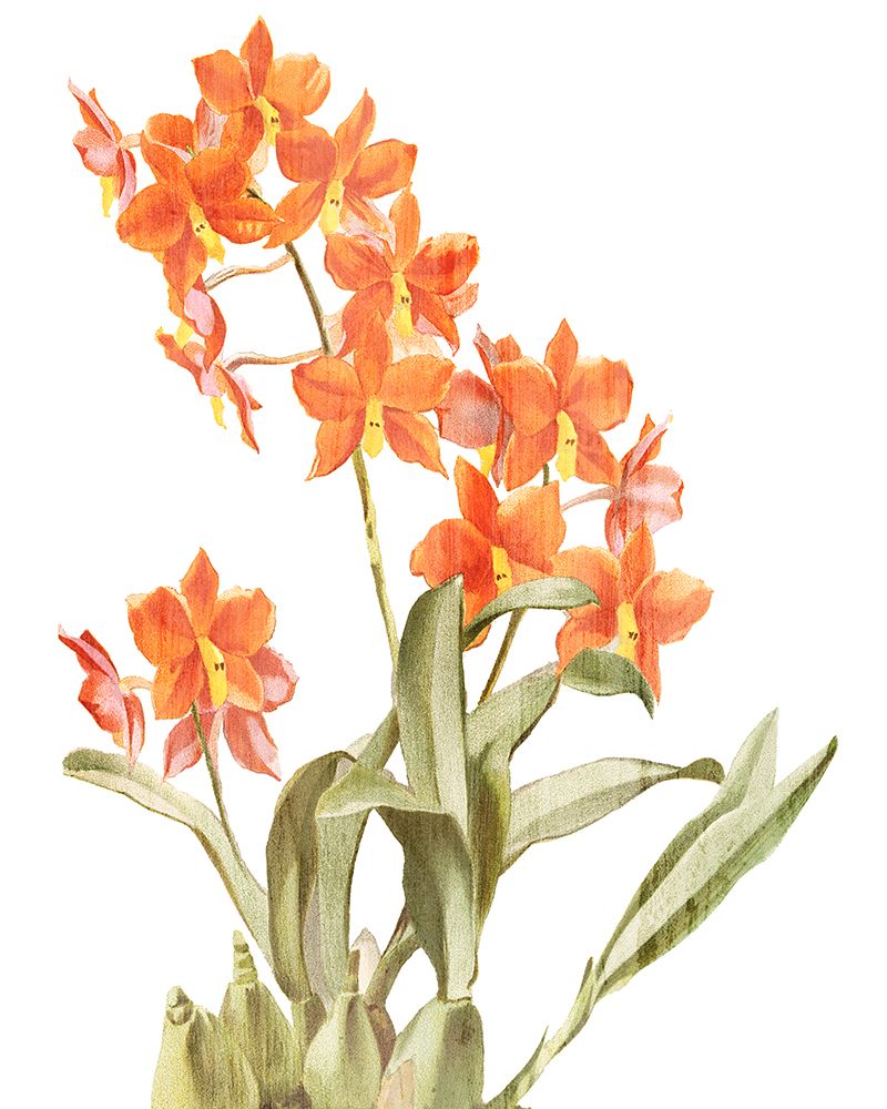 Orchid Love 2 art print by Kimberly Allen for $57.95 CAD