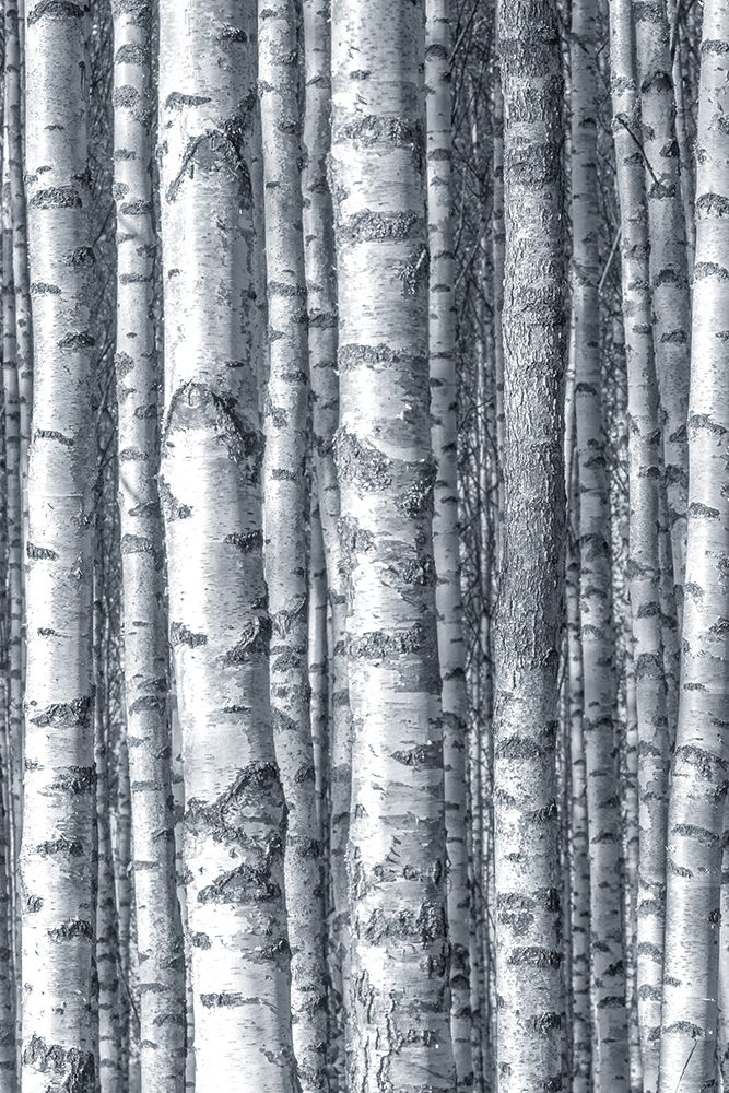 Birches 1 art print by Kimberly Allen for $57.95 CAD